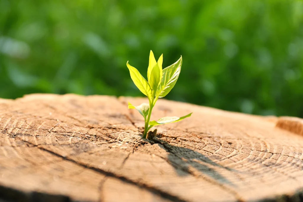 Sustentabilidade